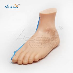 Modelo de Pie Normal, Modelos Anatómicos para Enseñanza Médica, Modelos Científicos Educativos, Órganos del Cuerpo Humano - Product Image 6