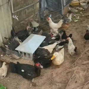 Comedero de Plástico con Forma de Techo 35x24x65 cm con Tapa para Pollos, Palomas, Aves y Aves de Corral - Product Image 2