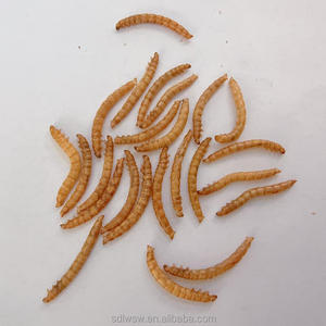 Vente en gros de vers de farine jaunes séchés au micro-ondes, aliments riches en nutriments pour reptiles, poissons, volailles - Product Image 3