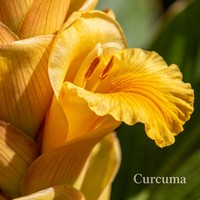 Racine de curcuma sauvage séchée, arôme unique chaud, boisé et épicé, matière première pour l'alimentation, couleur jaune naturelle et mélange d'épices pour pot-pourri