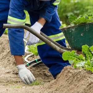 Gants de travail de sécurité en coton blanc et polyester imprimés sur mesure pour le jardinage, Guantes De Trabajo Para Hombre Mujer - Product Image 2