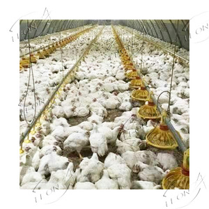 Équipement <span class=keywords><strong>de</strong></span> ferme <span class=keywords><strong>de</strong></span> poulet <span class=keywords><strong>de</strong></span> volaille <span class=keywords><strong>de</strong></span> conception moderne à bas prix en Afrique du <span class=keywords><strong>Sud</strong></span> à <span class=keywords><strong>vendre</strong></span> - Product Image 1