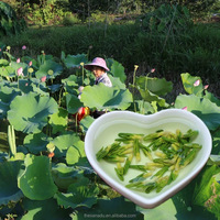 Lotus Plumule, graines de lotus comestibles séchées, lotus chinois fait à la main, biologique, cœur de lotus, mélange personnalisé/sachet de thé, accepté pour l'extrait/poudre