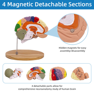 Modello di anatomia del cervello 2X per l'insegnamento psicologico, modello di particolari divisioni del tronco e degli arti nella strato corticale, modello di anatomia del cervello, preparato - Product Image 6