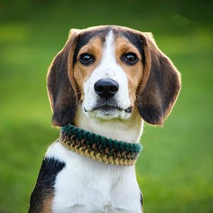 Collier de chien en nylon de haute qualité personnalisé de luxe confortable formation en plein air marche collier pour animaux de compagnie tissé à la main impression de <span class=keywords><strong>parachute</strong></span> - Product Image 4