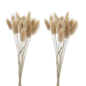 Vente <span class=keywords><strong>en</strong></span> gros de la plante la plus tendance : Uraria Picta Lagurus Ovatus (queue de lapin) séchée naturellement <span class=keywords><strong>pour</strong></span> la remise des diplômes, la fête des pères et la fête des mères - Product Image 1