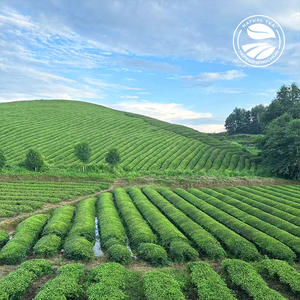 Clqq grosir Clqq kualitas tinggi teh hijau Cina penjualan laris teh pelangsing daun longgar dalam tas ritel usia baru - Product Image 5