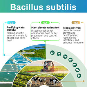 <strong>Probioticos</strong> Bacillus Subtilissoil Fertilizer Additive Plant Nutrition Probiotics Feed Grade Probiotic Powder - Product Image 3