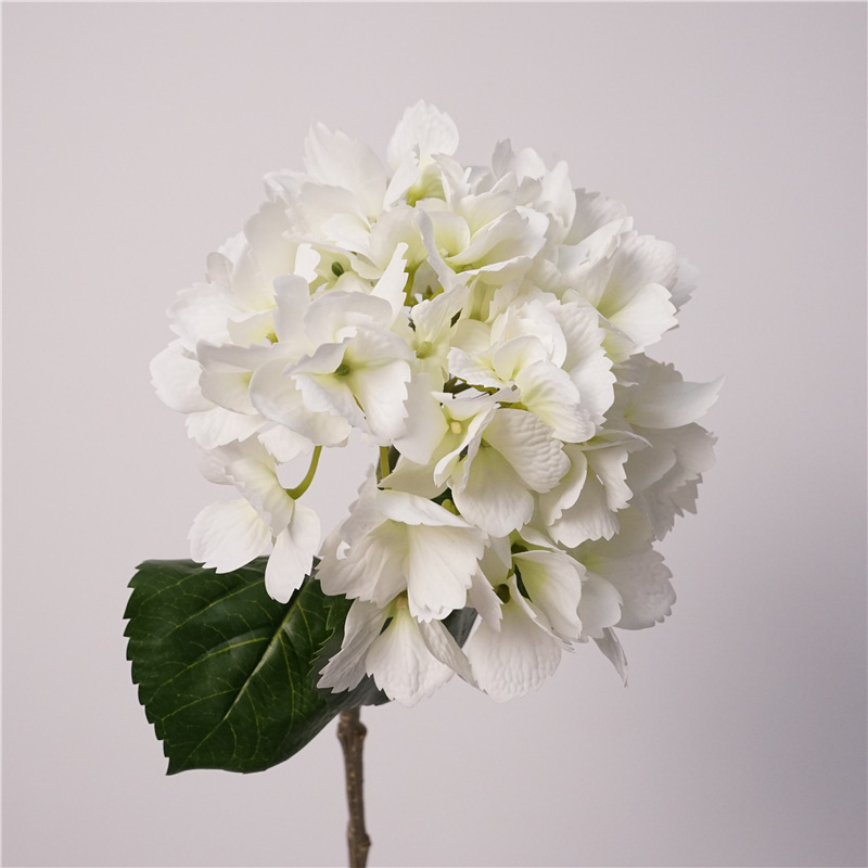 Sensation hydratante au toucher, magique, océan, hortensia blanc.