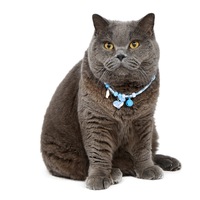 Collier coloré en plastique réglable avec perles clochettes pour chat et chien, style dessin animé, accessoires de loisirs pour animaux de compagnie Yiwu