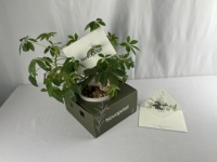 Vase biodégradable Boîte de livraison de fleurs Emballage Personnalis Floriste Boîte d'emballage Fleuriste Boîte personnalisée Expédition pour fleuristes