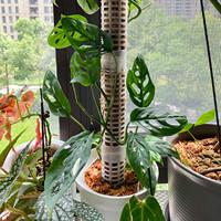 Haute qualité en gros pas cher jardin Pp escalade plante en plastique mousse pôle bâton Support à vendre
