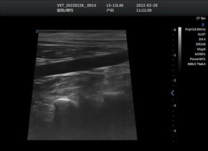 Échographe portable de haute qualité à prix abordable, système de diagnostic ultrasonore à double écran, échographe vétérinaire avancé pour usage vétérinaire - Product Image 4