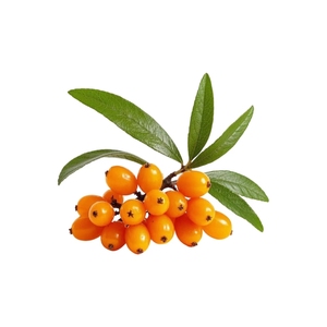 Lebensmittelqualität Gefriergetrocknetes Sanddorn-Beerenpulver Reich an Vitamin <span class=keywords><strong>C</strong></span> & Flavonoiden - Product Image 2