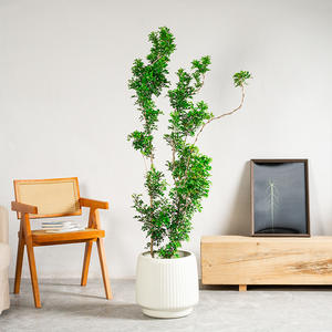 Pot de fleurs en plastique sur pied, grand, épaissi, spécial pour oiseaux de paradis, salon, balcon, pot de plantation, résistant au four - Product Image 3