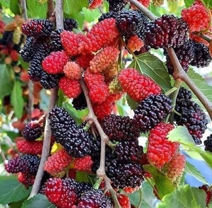 Baisfu, большие поставки, высококачественный бренд Baisfu <span class=keywords><strong>MULBERRY</strong></span>, изготовленный из хорошего сырья, порошок фруктового сиропа тутового дерева - Product Image 1