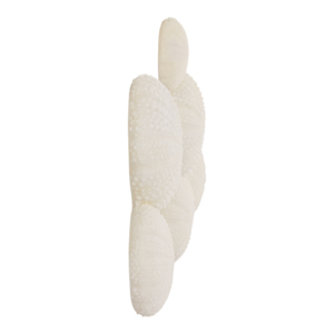 Decorative Sea Urchin Wall Decor Modern Accent For Entryway Or Office Ornamental Wall <b>Hanging</b> Natural <b>White</b> Round Shapes - Product Image 3