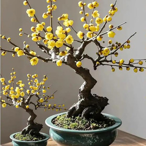 Origen de la variedad de bonsái completa y fácil de cultivar para decoración de jardines de flores y decoración exterior - Product Image 4