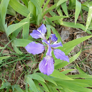 Rhizome d'<span class=keywords><strong>Iris</strong></span> <span class=keywords><strong>Tectorum</strong></span> Yuan Wei en vente, <span class=keywords><strong>Iris</strong></span> <span class=keywords><strong>Tectorum</strong></span> en tranches crues séchées, racines d'<span class=keywords><strong>Iris</strong></span> <span class=keywords><strong>Tectorum</strong></span> non extraites - Product Image 5