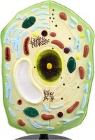 Modelo de Célula Vegetal con Amplificación de Orgánulos, Certificado ISO, Ayuda Profesional de Biología, Modelo de Enseñanza de Biopelículas para el Aula de Ciencias