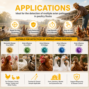 Kit de test antigénique du virus de la maladie de Newcastle sans laboratoire pour la grippe <span class=keywords><strong>aviaire</strong></span>, résultats sur site chez les poulets, volailles et canards - Product Image 2