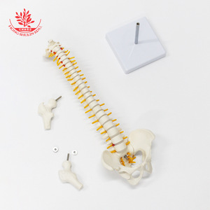 Modèle de colonne vertébrale humaine FRT017, modèle pédagogique médical cousu à la main avec bassin et fémur. - Product Image 3