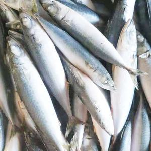 Sgombro del Pacifico Congelato di Grandi Dimensioni 300-500g - Product Image 5