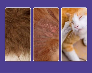 Lovsens Shampoing Protecteur Sans Rinçage <span class=keywords><strong>Anti</strong></span>-Poux, <span class=keywords><strong>Anti</strong></span>-Bactérien, <span class=keywords><strong>Anti</strong></span>-Puces 4-en-1, Spray Nettoyant et Protecteur - Product Image 4