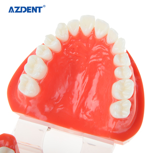Modello Dentale in Plastica di Alta Qualità <span class=keywords><strong>Standard</strong></span> - Product Image 5