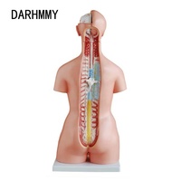 DARHMMY 85cm Unisex Torso Modelo 23 piezas Modelo anatómico para ciencia médica