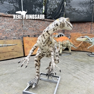 Modèle animatronique grandeur nature en fibre <span class=keywords><strong>de</strong></span> verre <span class=keywords><strong>de</strong></span> dinosaure <span class=keywords><strong>pour</strong></span> <span class=keywords><strong>la</strong></span> décoration <span class=keywords><strong>de</strong></span> parc à thème - Product Image 4