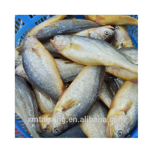 Prix <span class=keywords><strong>du</strong></span> poisson croaker <span class=keywords><strong>jaune</strong></span> frais congelé, entier et rond, de 500-600g, IQF, pour les États-Unis - Product Image 5