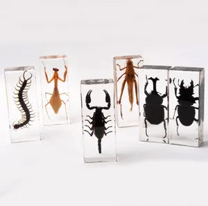 Côn Trùng mẫu vật hổ phách tự nhiên Bọ Cánh Cứng Locust Spider Scorpion mẫu sinh viên trẻ em khoa học giảng dạy AIDS thủ công