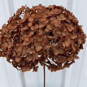 Venta al por mayor Hortensia seca Flores secas Crema <span class=keywords><strong>grande</strong></span> Conservas Plantas Preservar Hortensias grandes Cabeza de flor Blanca Anna Hortensia - Product Image 6