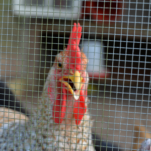 1/4 İnç Ağır Hizmet Tipi Galvanizli Paslanmaz Çelik Panel Kafesler 6x6mm Köpek Kulübesi Tavşan Kafesi Kaynaklı Tel Örgü - Product Image 3