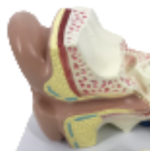 Modèle agrandi d'anatomie d'oreille de PVC d'enseignement médical d'ADA pour la démonstration et l'éducation de maladie - Product Image 6