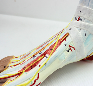 Otot Kaki Manusia dengan Model Anatomi Hirarkis Plantar Neurovaskular Pada Ligamen Otot Sendi Kaki - Product Image 5