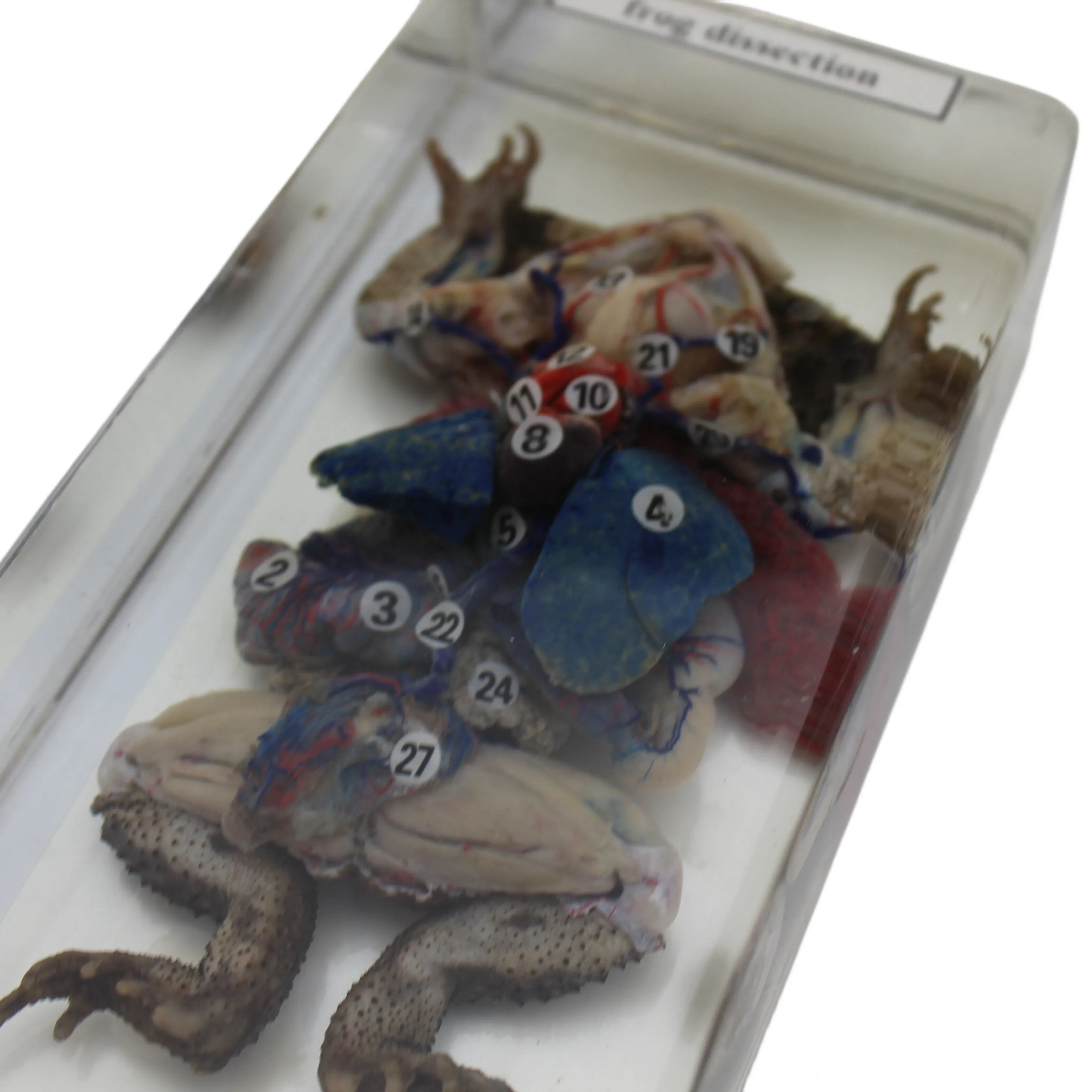 Spécimens d'anatomie animale claire pour l'affichage d'enseignement scolaire, spécimen anatomique de grenouille