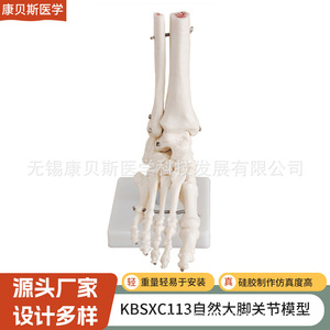 Modèle d'articulation du hallux naturel KBS/XC113, modèle d'os du pied, modèle d'articulation du hallux naturel, modèle d'articulation de la cheville - Product Image 2
