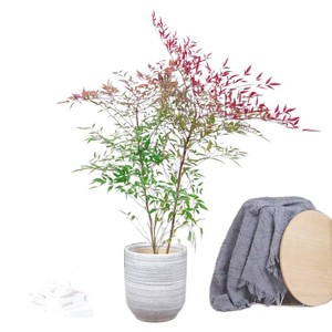 Bonsái de Nandina Flame Eight Hundred, Árbol Grande con Tronco Maduro, Ideal para Decoración de Interiores/Patio, Florece Todo el Año - Product Image 5