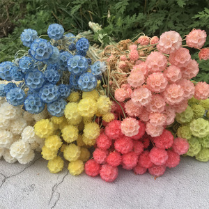¡Venta al por mayor! Arreglo de flores comretocarpus, <span class=keywords><strong>scabiosa</strong></span> natural fresca seca en conserva - Product Image 5
