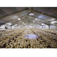 Nave Avícola Prefabricada de Acero para 10000 Aves, Construcción para Granja Avícola