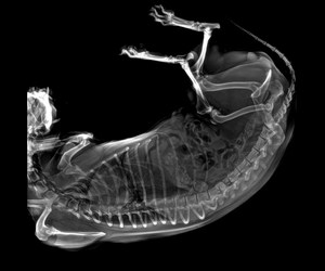 명확한 출력과 일관된 성능을 갖춘 고주파 수의학 <span class=keywords><strong>X</strong></span> 선 기계 - Product Image 4