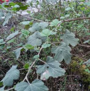 รากสมุนไพรป่าแห้งชนิดมัลติบราคท์ ราสเบอร์รี่ (Rubus Multibracteatus) สำหรับขายออนไลน์ - Product Image 2