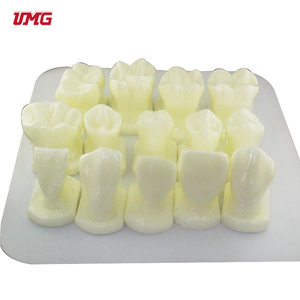 14 cái/bộ 6 lần mô hình răng kích thước tự nhiên - Product Image 6
