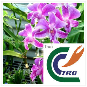 ผงสกัดกล้วยไม้เดนโดรเบียมคุณภาพสูง 100% สารสกัดธรรมชาติจากแคนดิดัม ออฟฟิซิเนล สำหรับผสมอาหารเสริมเพื่อสุขภาพ - Product Image 1
