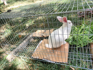 Metal Mobile Cage Pet Breeding Metal Chicken Coop Chicken <strong>Run</strong> for Yard with Cover <strong>Outdoor</strong> for Outside Duck Rabbit Hen - Product Image 3