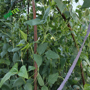 Lưới mắt cáo cây trồng trong vườn lưới hỗ trợ Khung leo cây lưới đậu dưa chuột (2*100m) 6 lớp - Product Image 4