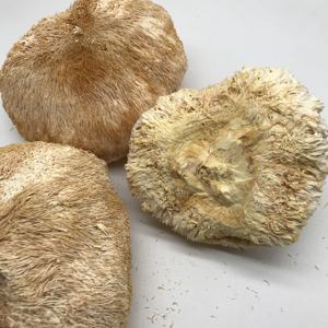 Champignons Hericium Erinaceus séchés Champignons crinière de <span class=keywords><strong>lion</strong></span> entiers séchés 8-10 cm Herbe en vrac - Product Image 2