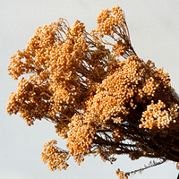 Offre Spéciale : Bouquet de Fleurs de Millet Naturelles Séchées et Préservées Longue Durée pour Décoration Maison, Mariage, Noël, Pâques - Caiyun